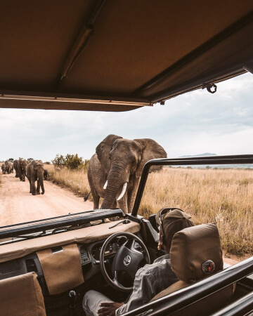 safari éléphants 